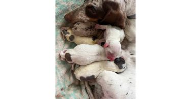 Piebald Miniature Dachshund babies