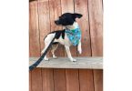 2 yrs old Rat terrier dog for adoption