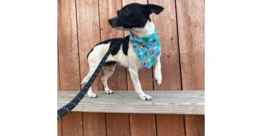 2 yrs old Rat terrier dog for adoption
