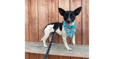 2 yrs old Rat terrier dog for adoption