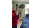 Tan/black & white Mini Poodle Puppies