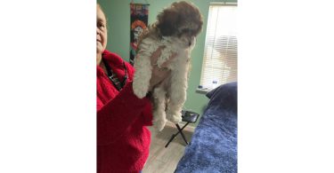 Tan/black & white Mini Poodle Puppies