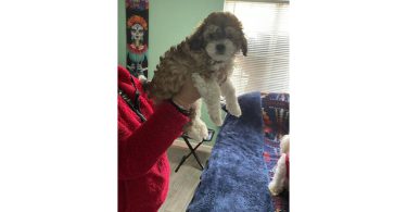 Tan/black & white Mini Poodle Puppies