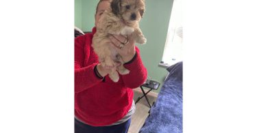 Tan/black & white Mini Poodle Puppies