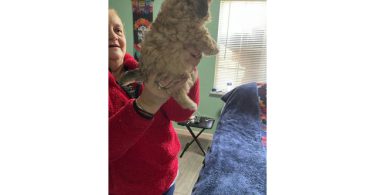 Tan/black & white Mini Poodle Puppies