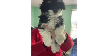Tan/black & white Mini Poodle Puppies