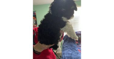 Tan/black & white Mini Poodle Puppies