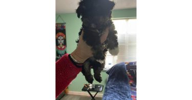 Tan/black & white Mini Poodle Puppies