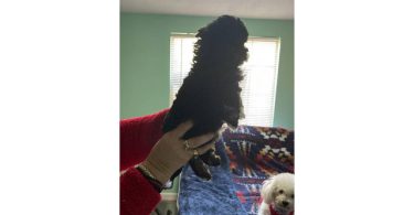 Tan/black & white Mini Poodle Puppies