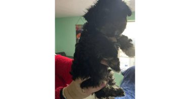 Tan/black & white Mini Poodle Puppies