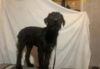 2 black male Airedale puppies