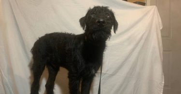 2 black male Airedale puppies