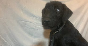 2 black male Airedale puppies