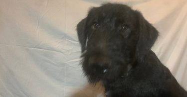 2 black male Airedale puppies