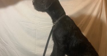 2 black male Airedale puppies
