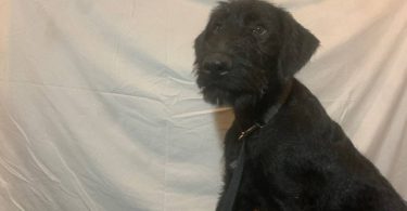 2 black male Airedale puppies