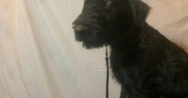 2 black male Airedale puppies