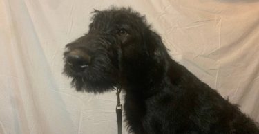 2 black male Airedale puppies