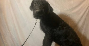 2 black male Airedale puppies