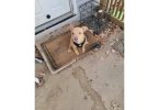 Pitbull puppy needs new home ASAP