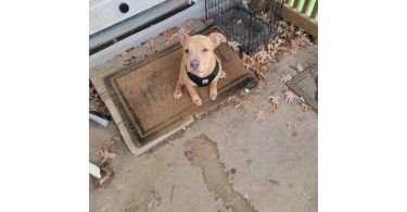 Pitbull puppy needs new home ASAP