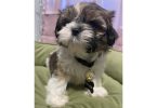 2 adorable Shih Tzu boys available