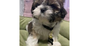 2 adorable Shih Tzu boys available