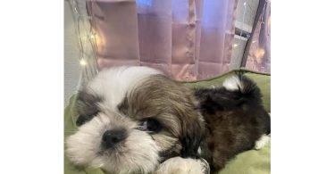 2 adorable Shih Tzu boys available