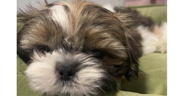 2 adorable Shih Tzu boys available