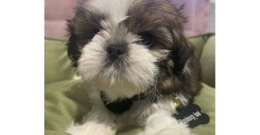 2 adorable Shih Tzu boys available