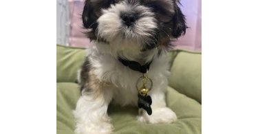 2 adorable Shih Tzu boys available