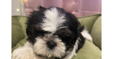 2 adorable Shih Tzu boys available