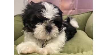 2 adorable Shih Tzu boys available