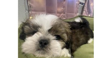 2 adorable Shih Tzu boys available