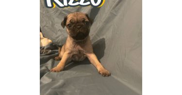 4 Pug puppies for sale with papers