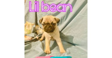 4 Pug puppies for sale with papers
