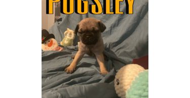 4 Pug puppies for sale with papers