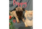 4 Pug puppies for sale with papers