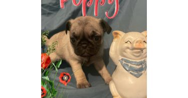 4 Pug puppies for sale with papers