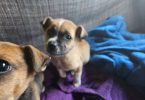 2 Cur mix puppies for adoption