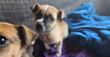 2 Cur mix puppies for adoption