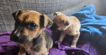 2 Cur mix puppies for adoption