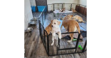 Pyrador puppies looking for forever homes