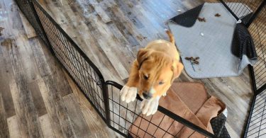 Pyrador puppies looking for forever homes