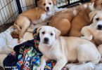Pyrador puppies looking for forever homes