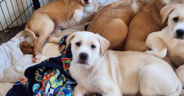 Pyrador puppies looking for forever homes