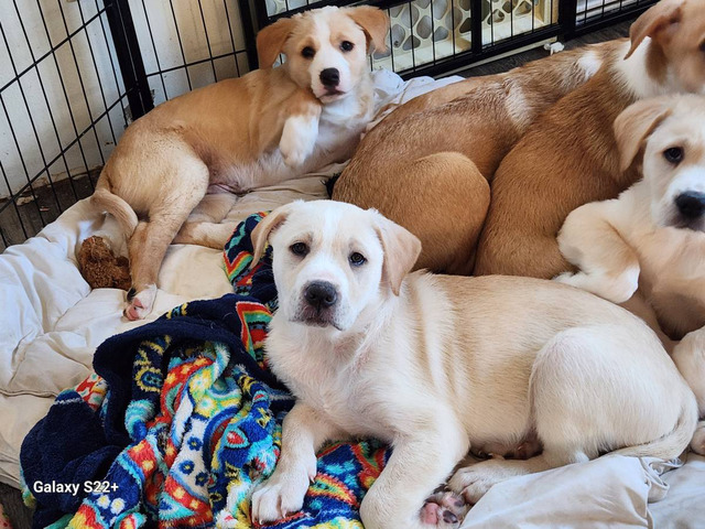 Pyrador puppies looking for forever homes