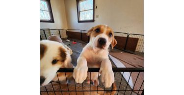Pyrador puppies looking for forever homes