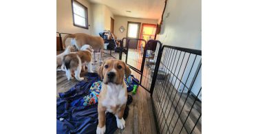 Pyrador puppies looking for forever homes