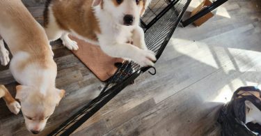 Pyrador puppies looking for forever homes